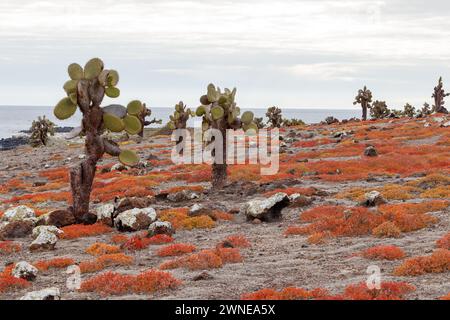 Endemische Kakteen und rote Sträucher Vegetation auf South plaza Island, Galapagos Islands, Ecuador. Stockfoto