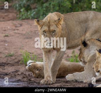 Löwen Stockfoto