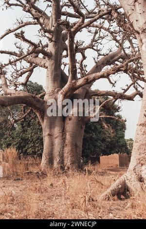 Ouagadougou, Burkina Faso. Dezember 2017. Riesiger Baobab am Rande eines landwirtschaftlichen Dorfes Stockfoto