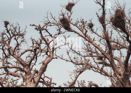 Ouagadougou, Burkina Faso. Dezember 2017. Riesiger Baobab am Rande eines landwirtschaftlichen Dorfes Stockfoto