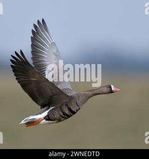 Greater White-fronted Goose (Anser albifrons), arktischer Wintergast, im Flug, in der Nähe, Detailaufnahme, Tierwelt, Europa. Stockfoto