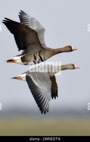 Weißfrontgänse ( Anser albifrons), Paar, Paare, arktische Gäste, fliegen über ländliches Gelände ihres Wintergebietes, Wildtiere, Europa. Stockfoto