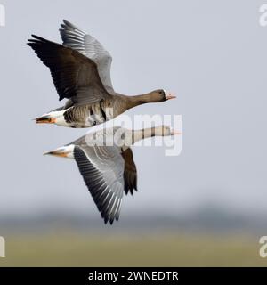 Weißfrontgänse ( Anser albifrons), Paar, Paare, arktische Gäste, fliegen über ländliches Gelände ihres Wintergebietes, Wildtiere, Europa. Stockfoto