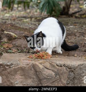 Eine verwilderte Katze isst Katzenfutter, das sie von netten Menschen auf einer Straße in Jerusalem, Israel, hinterlassen hat. Stockfoto