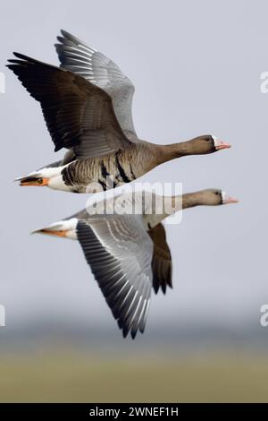 gemeinsam unterwegs... Blässgänse Anser albifrons in ihrem Winterquartier am Niederrhein, nordische Gänse, arktische Wildgänse im synchronen Flug, fliegende Gänse Paar, Pärchen *** Weißfrontgänse Anser albifrons , Paar, Paare, arktische Gäste, die über ländliche Gebiete ihres Wintergebietes fliegen, Wildtiere, Europa. Nordrhein-Westfalen Deutschland, Westeuropa Stockfoto