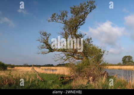 Weiden am Ufer der Peene, sterbende Weiden, totes Holz, Naturpark Peene Valley River Landscape Park, Mecklenburg-Vorpommern Stockfoto