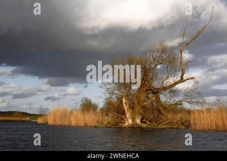 Weiden am Ufer der Peene, sterbende Weiden, totes Holz, Naturpark Peene Valley River Landscape Park, Mecklenburg-Vorpommern Stockfoto