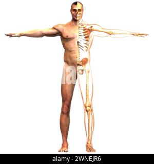 Menschliches Skelett System Knochen Gelenke Anatomie Stockfoto