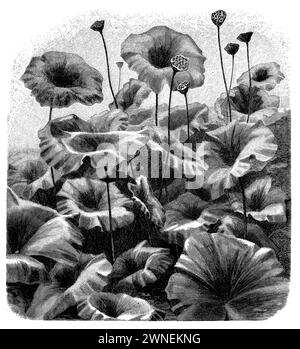 Nelumbo nucifera, Nelumbo nucifera, (Botanik-Buch, 1905), Indische Lotosblume, lotus sacré Stockfoto