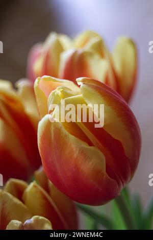 Nahaufnahme von roten Tulpen Stockfoto