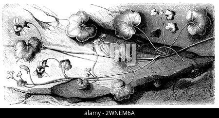 efeublättrige toadflax, die Samen in Felsrisse legen, Cymbalaria muralis Syn. Linaria cymbalaria, (Botanik, 1888), Zimbelkraut , den Samen in Felsenritzen Legende, Cymbalaire des mursLes semences sont placées dans les fissures des rochers. Stockfoto