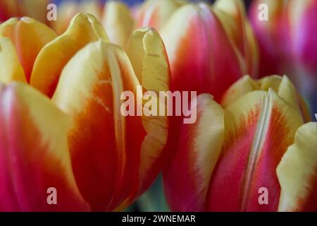 Nahaufnahme von roten Tulpen Stockfoto