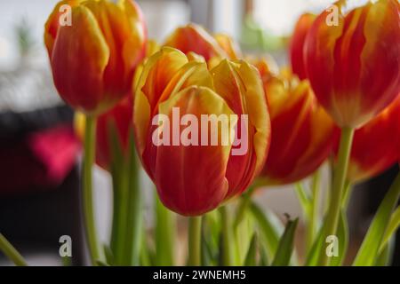 Nahaufnahme von roten Tulpen Stockfoto