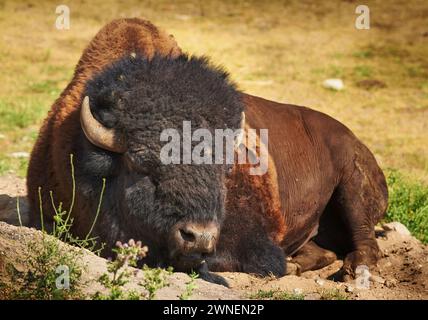 Natur, Gras und Bisons auf dem Land im Sommer mit Bauernhof, Landwirtschaft und Entspannung auf Sand in der Umgebung. Sonnenschein, Feld und Tier auf dem Boden Stockfoto