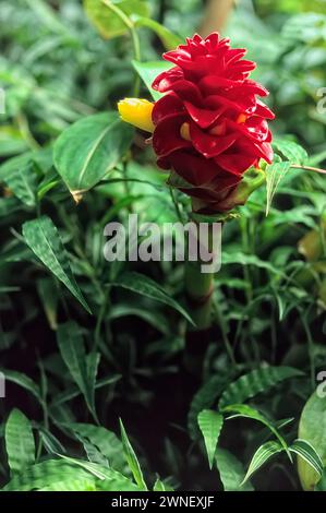 Ananasginger (Tapeinochilos anananassae), Costaceae. Rhizomatöses Staudenkraut. Zierpflanze. Gelbe rote Blume. Stockfoto