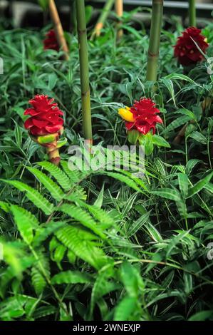 Ananasginger (Tapeinochilos anananassae), Costaceae. Rhizomatöses Staudenkraut. Zierpflanze. Gelbe rote Blume. Stockfoto