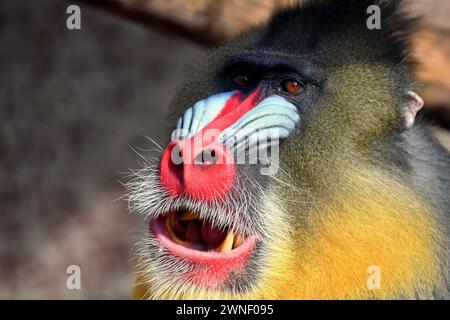 Usti Nad Labem, Tschechische Republik. März 2024. Mandrill Affe blickt aus seinem Gehege in den Zoo Usti nad Labem in der Tschechischen Republik. Männliche Mandrillen (Mandrillus sphinx) sind einzigartig unter Säugetieren, da sie ein erstaunlich blaues und rotes Gesicht zeigen. (Kreditbild: © Slavek Ruta/ZUMA Press Wire) NUR REDAKTIONELLE VERWENDUNG! Nicht für kommerzielle ZWECKE! Quelle: ZUMA Press, Inc./Alamy Live News Stockfoto