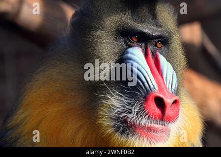 Usti Nad Labem, Tschechische Republik. März 2024. Mandrill Affe blickt aus seinem Gehege in den Zoo Usti nad Labem in der Tschechischen Republik. Männliche Mandrillen (Mandrillus sphinx) sind einzigartig unter Säugetieren, da sie ein erstaunlich blaues und rotes Gesicht zeigen. (Kreditbild: © Slavek Ruta/ZUMA Press Wire) NUR REDAKTIONELLE VERWENDUNG! Nicht für kommerzielle ZWECKE! Quelle: ZUMA Press, Inc./Alamy Live News Stockfoto