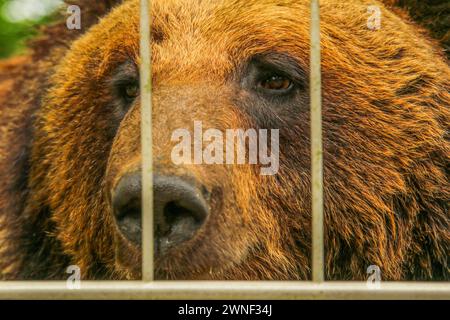 Braunbär im Zoo, Dählhöltzli Tierpark in Bern, Schweiz Stockfoto