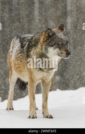 Grauer Wolf im Wald im Winter, Mont d'Orzeires Vision Tierpark, jura, Schweiz Stockfoto