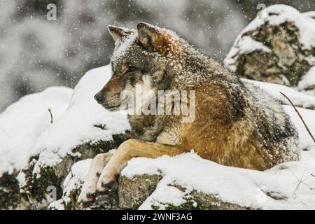 Grauwolf im felsigen Wald, Mont d'Orzeires Vision Tierpark, juraberg, Schweiz Stockfoto