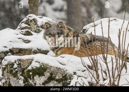 Grauer Wolf, der im Winter auf einem verschneiten Felsen ruht, der Visionstierpark Mont d'Orzeires, jura, Schweiz Stockfoto