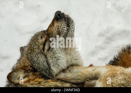 Profilporträt des Grauen Wolfs im Winter, Visionstierpark Mont d'Orzeires, juraberg, Schweiz Stockfoto