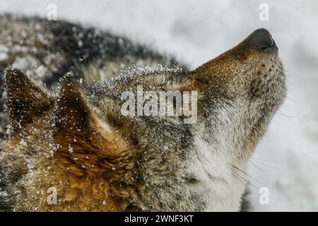 Profilporträt des Grauen Wolfs im Winter, Visionstierpark Mont d'Orzeires, juraberg, Schweiz Stockfoto