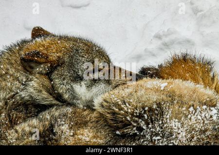 Grauwolf schlafend im Schnee, Mont d'Orzeires Visionstierpark, juraberg, Waadt, Schweiz Stockfoto