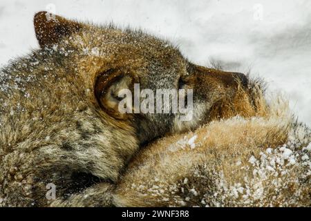 Grauwolf schlafend im Schnee, Mont d'Orzeires Visionstierpark, juraberg, Waadt, Schweiz Stockfoto