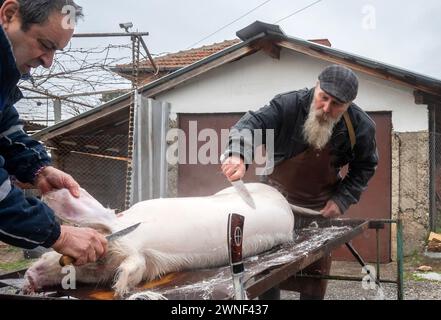 Malomirovo Bulgarien 2. März 2024: Balkan, eine Region in Osteuropa, bekannt für ihre relativ hohen Lebenshaltungskosten in Kombination mit niedrig bezahlten Arbeitsplätzen. Die steigenden Lebenshaltungskosten führten dazu, dass viele Familien in einige der alten traditionellen Kulturen der Viehhaltung und des Schlachtens von Schweinen Schafen zurückkehrten, um Fleisch unter sich zu teilen. Clifford Norton Alamy Live News Stockfoto