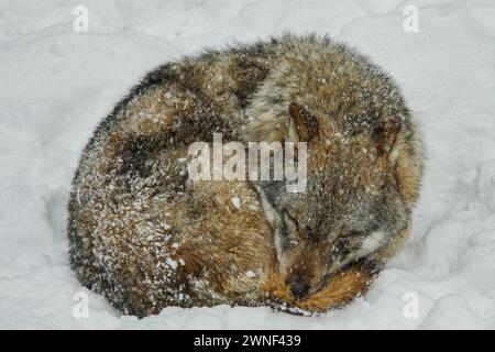 Grauwolf schlafend im Schnee, Mont d'Orzeires Visionstierpark, juraberg, Waadt, Schweiz Stockfoto