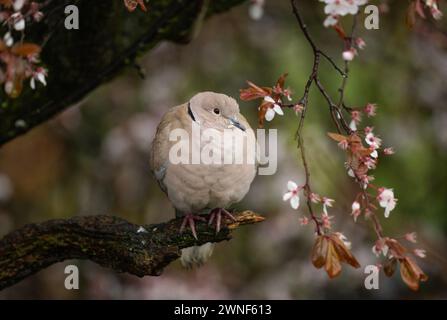 Kragentaube, auch Eurasische Kragentaube, Streptopelia Decocto, Erwachsener auf Blütenbaum im Frühjahr, Regent's Park, London, Vereinigtes Königreich Stockfoto