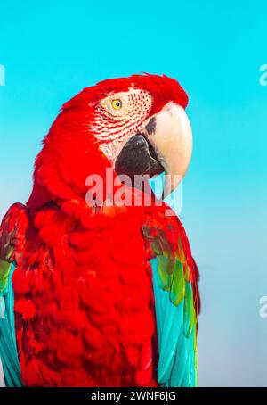 Roter Scharlach-Ara-Vogel über einem blauen Himmel, leuchtende Farben, vertikale Fotografie Stockfoto