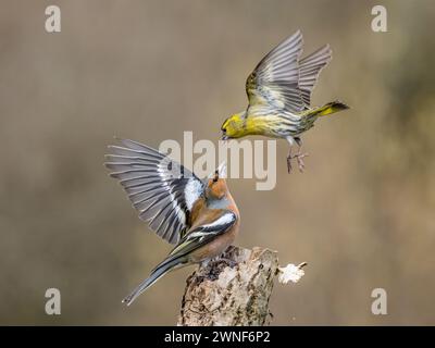 Aberystwyth, Ceredigion, Wales, Vereinigtes Königreich. März 2024. Ein männlicher Buchhalm schiebt die Sisskin von einem kleinen Futterbereich weg, aber oft rächt sich der Sisskin. Diese Interaktionen sind bei Saatgutfuttern üblich, aber die Aktion ist zu schnell, um sie zu erkennen. Diese Fotos wurden bei 1/4000 oder 5000 Sekunden aufgenommen, um den Moment einzufrieren. Quelle: Phil Jones/Alamy Live News Stockfoto