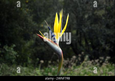 Strelitzia Reginae (Paradiesvogel) Blume im Kirstenbosch National Botanical Garden, Kapstadt, Westkap, Südafrika Stockfoto