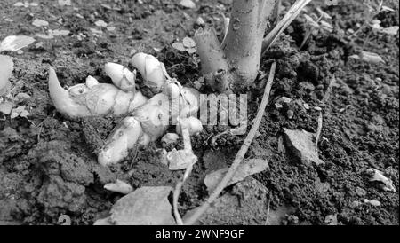 Kurkuma-Baum und ein kleiner sichtbarer Stamm auf dem Boden, frisches Kurkuma Foto Stockfoto