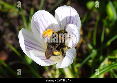 Königin, Hummelart im Bombus lucorum-Komplex, bedeckt mit Pollen auf weißen, violetten Blüten eines Krokus. Holländischer Garten. März, Winter, Sprinspri Stockfoto