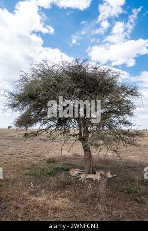 Serengeti, Tansania, 26. Oktober 2023. Drei Geparden im Schatten eines Baumes Stockfoto