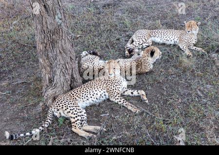 Serengeti, Tansania, 26. Oktober 2023. Drei Geparden im Schatten eines Baumes Stockfoto