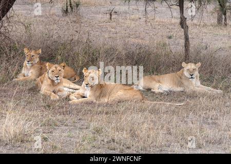 Serengeti, Tansania, 26. Oktober 2023. Eine Gruppe von Löweninnen ruht Stockfoto