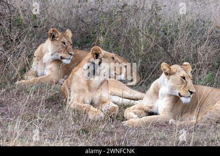 Serengeti, Tansania, 26. Oktober 2023. Eine Gruppe von Löweninnen ruht Stockfoto