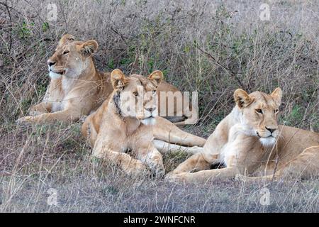 Serengeti, Tansania, 26. Oktober 2023. Eine Gruppe von Löweninnen ruht Stockfoto