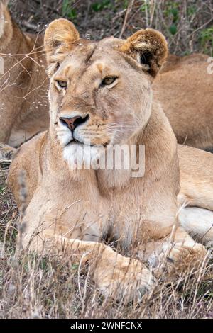 Serengeti, Tansania, 26. Oktober 2023. Löwin ruht in der Ebene Stockfoto