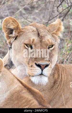 Serengeti, Tansania, 26. Oktober 2023. Löwin ruht in der Ebene Stockfoto