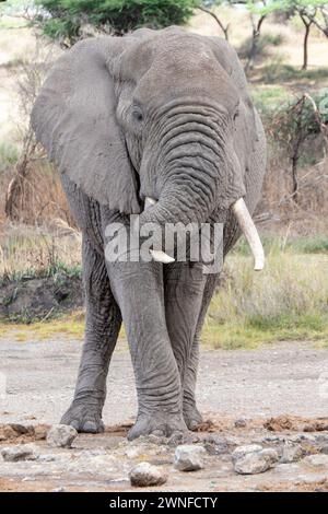 Serengeti, Tansania, 26. Oktober 2023. Elefant in der Ebene Stockfoto