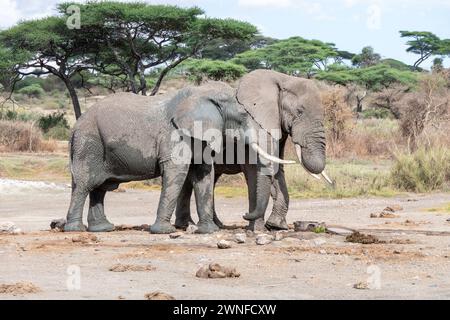 Serengeti, Tansania, 26. Oktober 2023. Zwei Elefanten in der Ebene Stockfoto