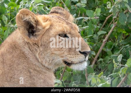 Tansania, Serengeti, Kopf einer Löwin, die unter einem Baum liegt Stockfoto