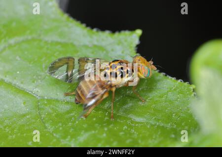 Goniglossum wiedemanni ist eine Art von Tepritiden oder Fruchtfliegen aus der Familie der Fruchtfliegen (Tephritidae). Larven leben in roter Bryonie (Bryonia dioica) f Stockfoto