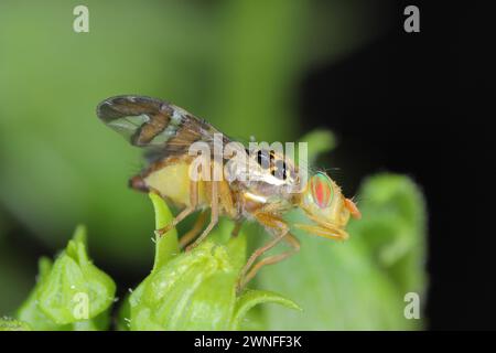 Goniglossum wiedemanni ist eine Art von Tepritiden oder Fruchtfliegen aus der Familie der Fruchtfliegen (Tephritidae). Larven leben in roter Bryonie (Bryonia dioica) f Stockfoto